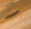 Овальный вихрь в атмосфере Юпитера (''Галилео'')
