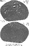 Карта поверхности Фобоса (по снимкам ''Викингов'' и ''Маринера 9'')